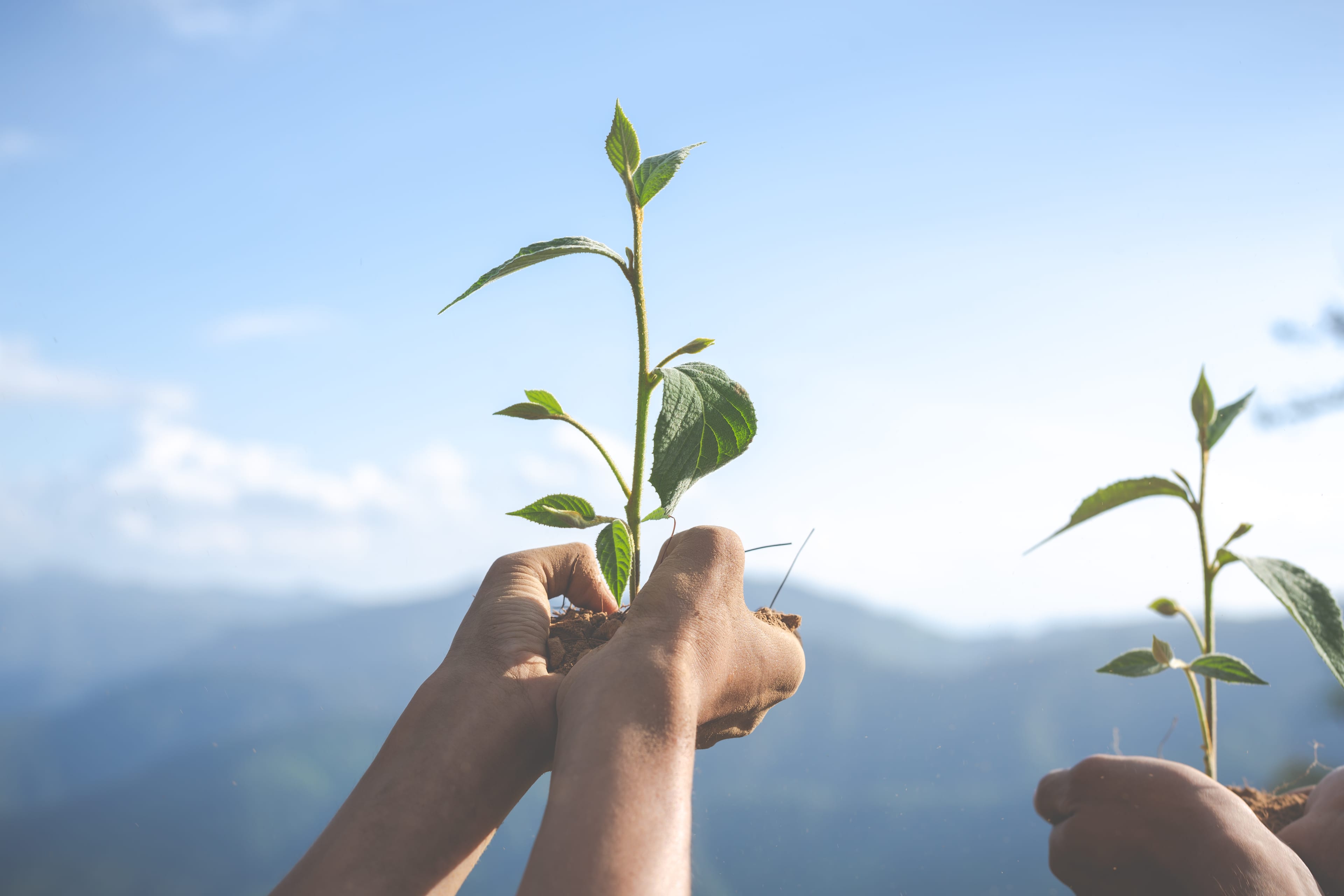 Plant growing in hands
